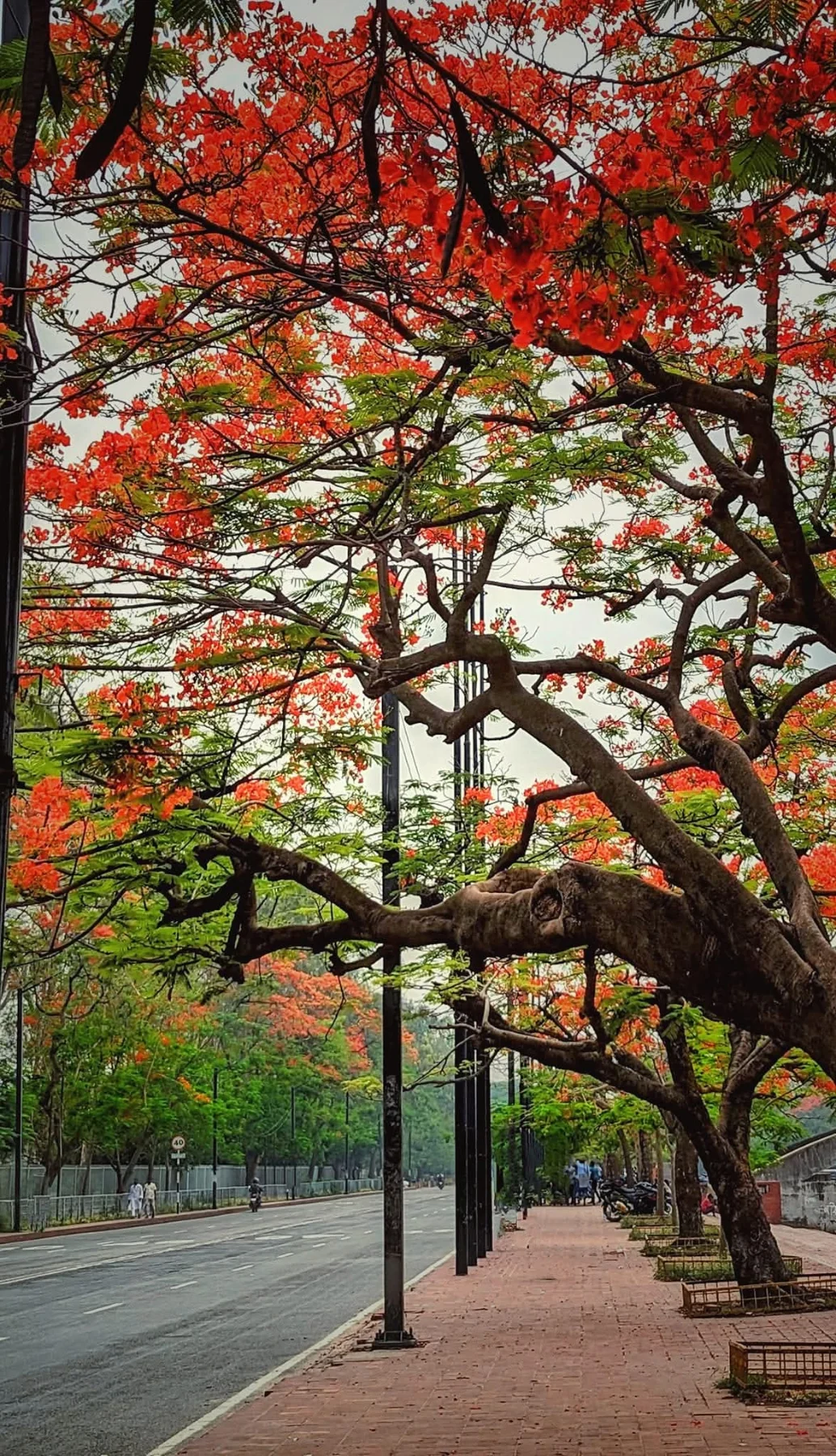 Photograph by Arafat Rahaman
