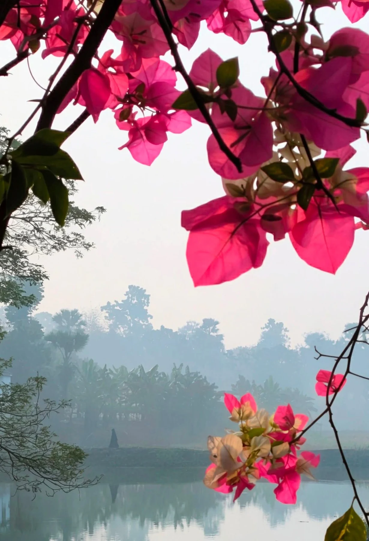 Photograph by Arafat Rahaman